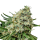 Cannabis Samen Critical