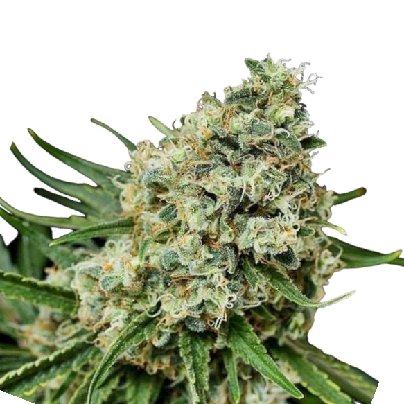 Cannabis Samen Critical 1 Samen