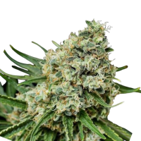 Cannabis Samen Critical 1 Samen