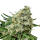 Cannabis Samen Critical 1 Samen