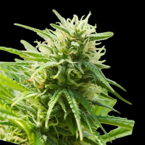 Cannabis Samen AK47