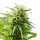 Cannabis Samen AK47