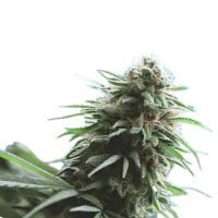 Cannabis Samen Amnesia Haze