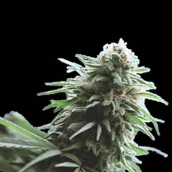 Cannabis Samen Amnesia Haze 1 Samen
