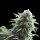 Cannabis Samen Amnesia Haze 1 Samen