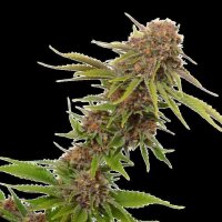 Cannabis Samen Forbidden Fruit Cake 1 Samen