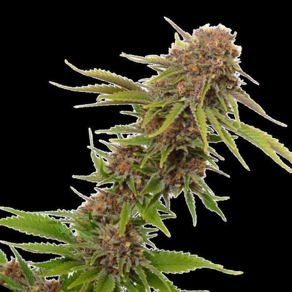 Cannabis Samen Forbidden Fruit Cake 5 Samen