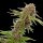 Cannabis Samen Forbidden Fruit Cake 5 Samen
