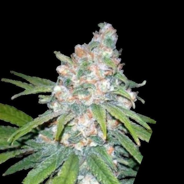 Cannabis Samen Lemon Haze 3 Samen