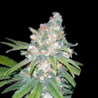 Cannabis Samen Lemon Haze 3 Samen