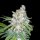 Cannabis Samen Lemon Haze 3 Samen