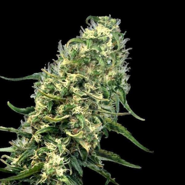 Cannabis Samen Super Silver Haze 1 Samen