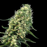 Cannabis Samen Super Silver Haze 1 Samen