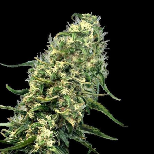 Cannabis Samen Super Silver Haze 3 Samen