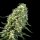 Cannabis Samen Super Silver Haze 3 Samen