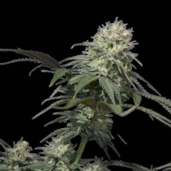 Cannabis Samen Tropicana Cookies
