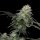 Cannabis Samen Tropicana Cookies