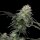 Cannabis Samen Tropicana Cookies 5 Samen