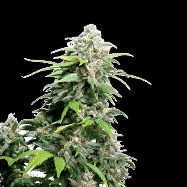 Cannabis Samen Cinderella 99 3 Samen