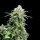 Cannabis Samen Cinderella 99 3 Samen