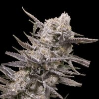 Cannabis Samen Watermelon OG 1 Samen