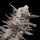 Cannabis Samen Watermelon OG 3 Samen