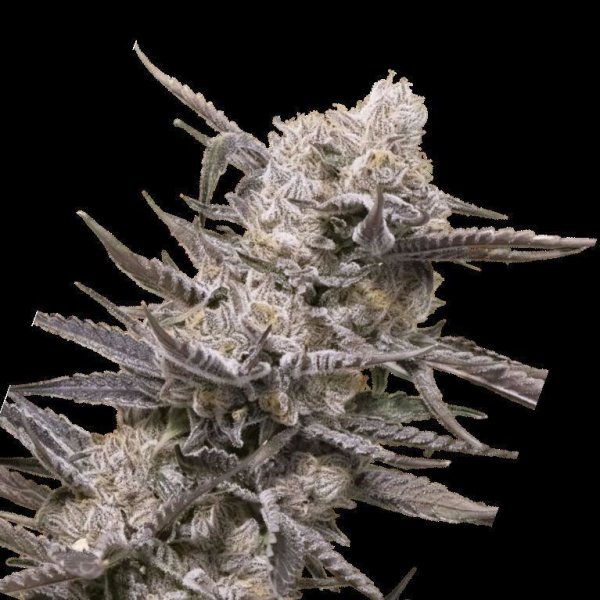 Cannabis Samen Watermelon OG 5 Samen