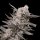 Cannabis Samen Watermelon OG 5 Samen