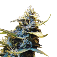 Cannabis Samen Northern HOG