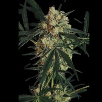 Exotic Seed | TRIPLE A AUTO STRAIN | 3 Seeds per Pack