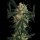 Exotic Seed | TRIPLE A AUTO STRAIN | 3 Seeds per Pack