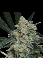 Exotic Seed | ZKITTABERRY AUTO STRAIN | 3 Seeds per Pack