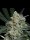 Exotic Seed | ZKITTABERRY AUTO STRAIN | 3 Seeds per Pack