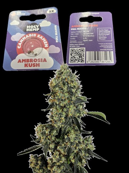 HOLY HEMP Ambrosia Kush Cannabis Samen 3er Pack