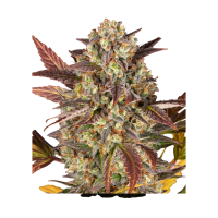 Barney`s Farm |Amnesia Haze Auto Strain | 3 Seeds per Pack