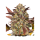 Barney`s Farm |Amnesia Haze Auto Strain | 3 Seeds per Pack