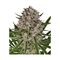 Barney`s Farm |lemon Haze Auto Strain | 3 Seeds per Pack