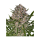 Barney`s Farm |lemon Haze Auto Strain | 3 Seeds per Pack