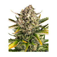 Barney`s Farm |Strawberry Cheesecake  AUTO STRAIN | 3...
