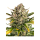 Barney`s Farm |Strawberry Cheesecake  AUTO STRAIN | 3 Seeds per Pack
