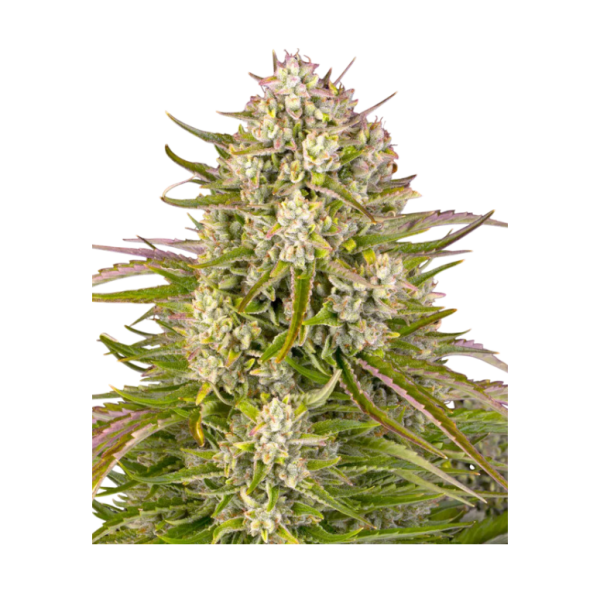Barney`s Farm |Wedding Cake  AUTO STRAIN | 3 Seeds per Pack