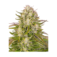 Barney`s Farm |Wedding Cake  AUTO STRAIN | 3 Seeds per Pack