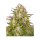 Barney`s Farm |Wedding Cake  AUTO STRAIN | 3 Seeds per Pack