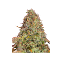 Barney`s Farm |Zkittlez OG  AUTO STRAIN | 3 Seeds per Pack