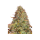 Barney`s Farm |Zkittlez OG  AUTO STRAIN | 3 Seeds per Pack