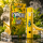 OBEE TAC Vape Banana Kush Mintz